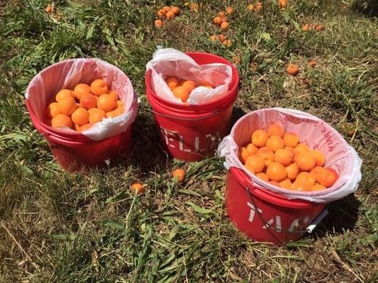 Buckets O' apricots.