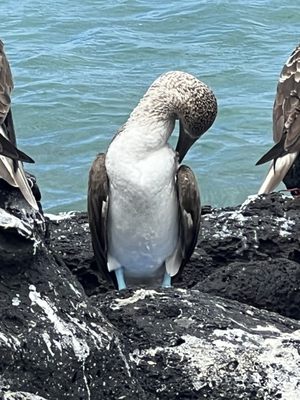 Blue footed booby