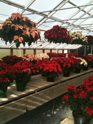 Beautiful poinsettias- come and check us out-   Open Friday thru Sunday - black Friday until Christmas eve