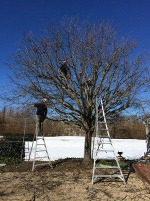 Canopy thinning and reduction of Calary Pear.