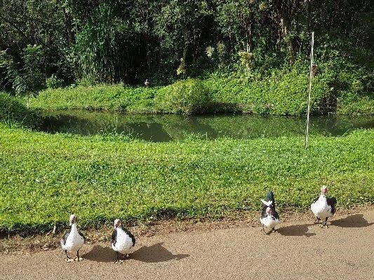 $785,000 MLS#: 603215 Address: 6704-B KIPAPA RD KAPAA, HI 96746 Bedrooms: 4 Bathrooms: 3