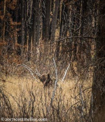 Grizzly Bear in the Tetons mountains.