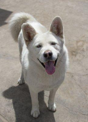 Moly Looking good out for a romp in the dog park