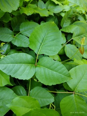 It can have notches or appear to be surrated along the edges, but they are not consistent, all the leaves are slightly different.