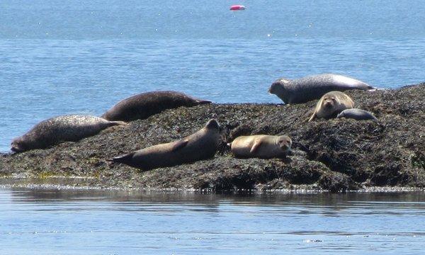 Observe local Harbor Seals