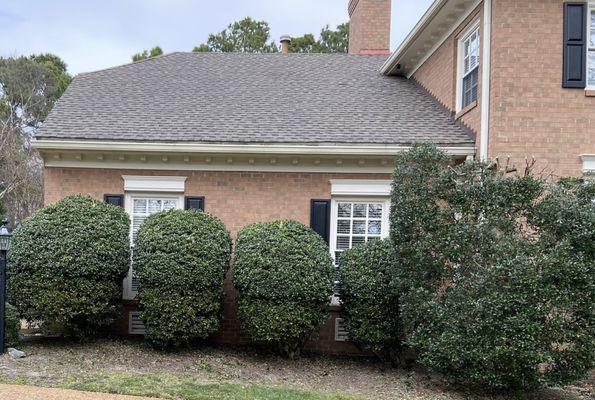 Bushes in front of garage after he finished.