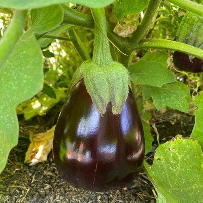 Black Beauty Eggplant