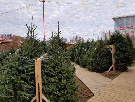 We have trees of all sizes, from tabletop up to 18+ feet!