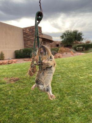 Gopher trapping