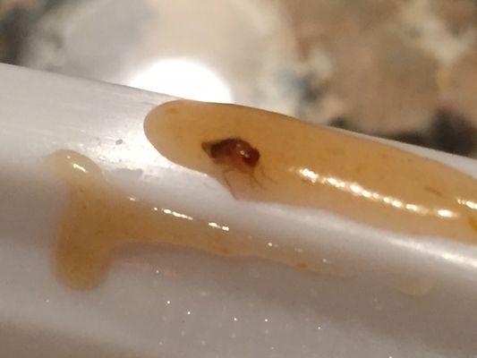 Here's a picture of the bug that was floating around in my sesame chicken sauce.