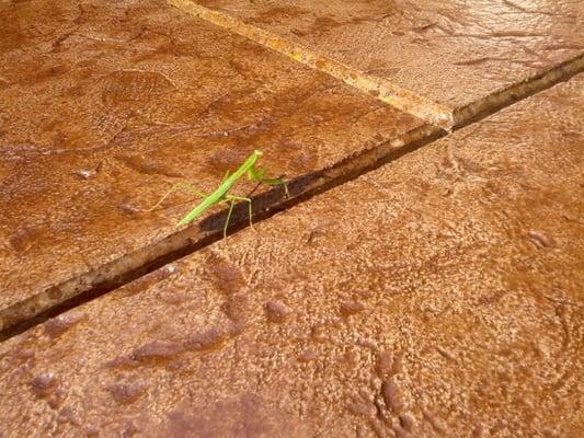 10 out of 10 Praying Mantis' asked, said they preferred Keystone Concrete!