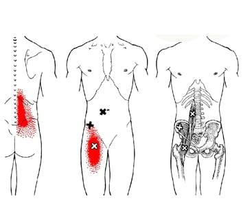 Have low back pain? It may be coming from your Psoas. It tightens up when you sit for long periods of time.