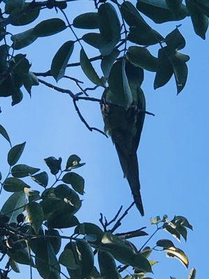 A parrot in a tree.