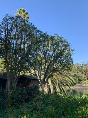 Ficus trimming at the lake.