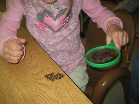 studying butterflies