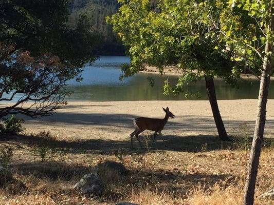 Wildlife at the lake at dawn