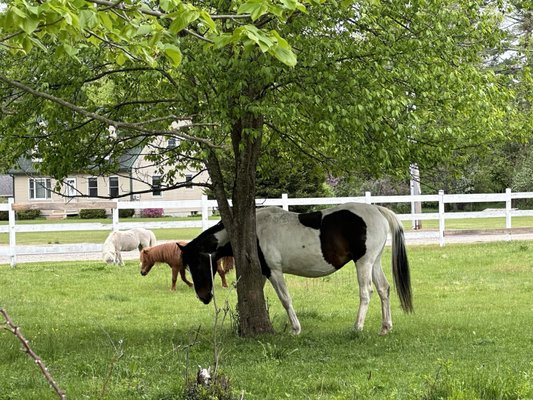 View of the horses from the shack