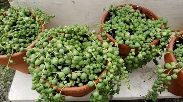 A succulent called String of Pearls