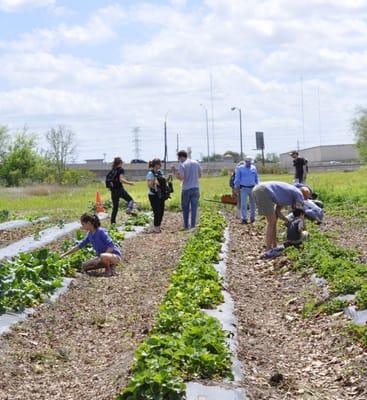 Free strawberry picking event for farm share members at Westbury Community Garden. We were given a farm tour, salad & 12 oz of strawberries.