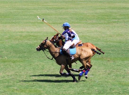 Awesome Polo Matches!!!