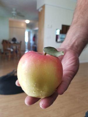 Perfect apple