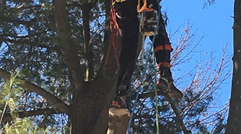 New Hampshire Arbor Works