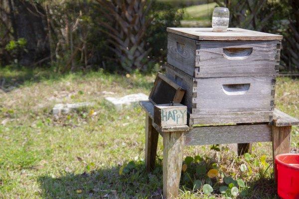 bees on the farm