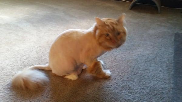 Dana is able to give your furbaby a Lion Cut.