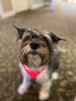 Lilly our therapy dog!