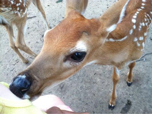 Feeding the baby deer fawn