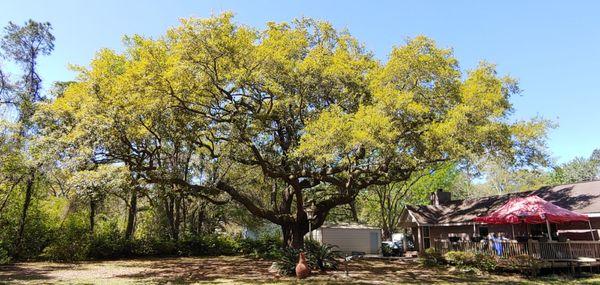 Winthrop Tree Service