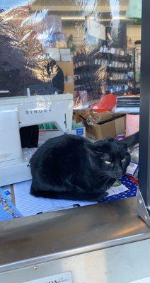 This is the store  cat at the drive thru named Nellie and she is just as friendly as Mike!