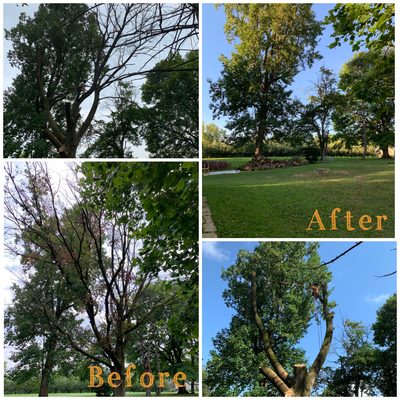 Removal of dead maple