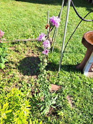 Meadow Blazing Star