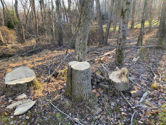 Stumps not cut to ground level, and not ground up as promised, debris not cleaned up