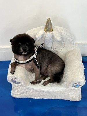 My dog Jack sitting in the bed at the salon.