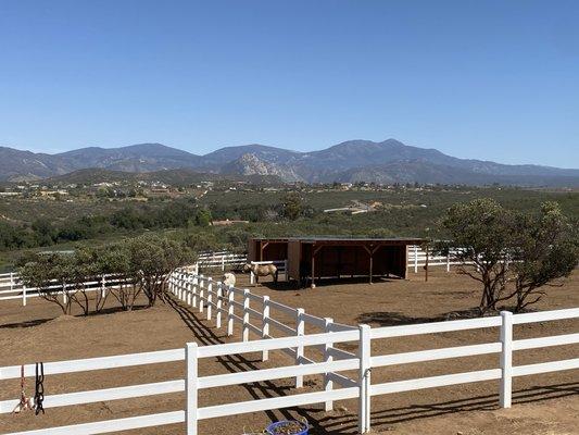 Our horses love their pastures.