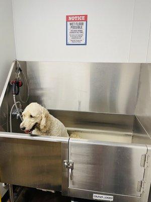 Dog bath