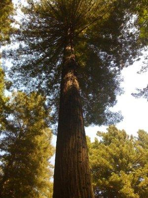 Redwood tree