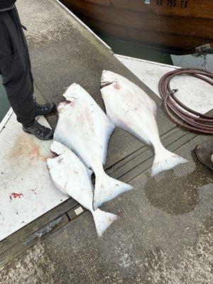 Pacific halibut, California halibut