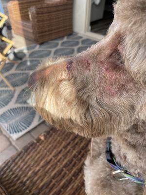 This is my doodle's muzzle after I had her groomed by the owners of3 angel's grooming.