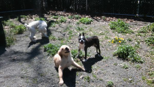 Triple dog private playdate