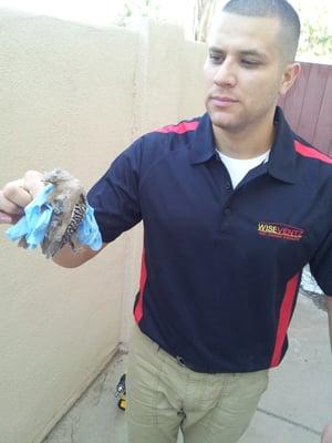 Bird found in Dryer Vent During Cleaning.