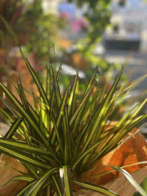 Jessi Foliage and Plants