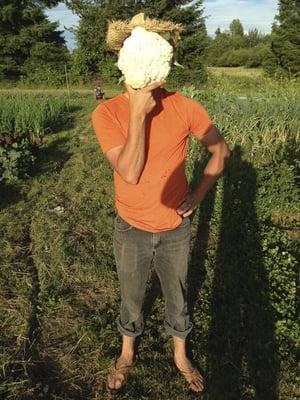 Cauliflower as big as your head!