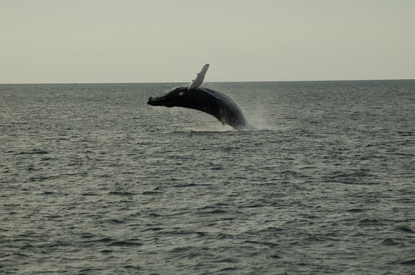 If you had enough sun for one day, may we suggest you enjoy a whale watch on the dolphin fleet the next day.