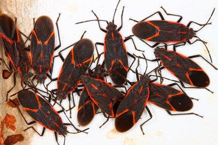 Boxelder Bugs