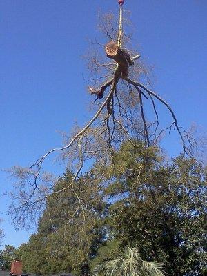 Tree Removal - Columbia SC