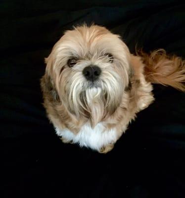 This is Mike Wazowski, my Lhasa Apso and my best friend since March 2007.