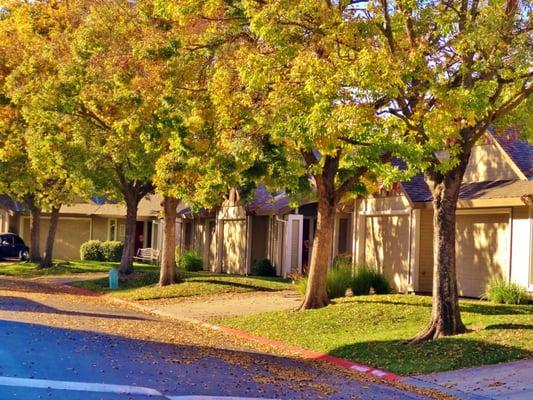 Bellwood Park Tree Lined Street